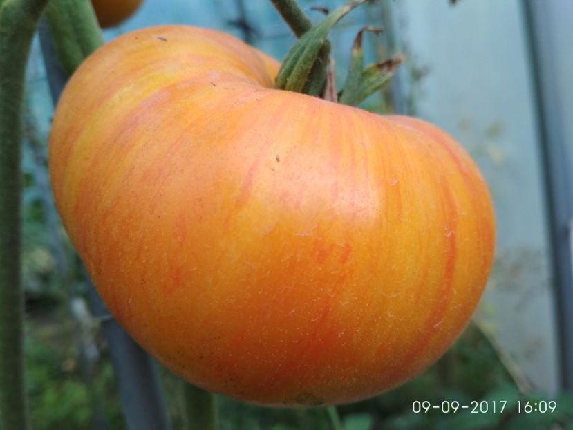 BEAUTY KING (2) - BEAUTY KING 2016-2017