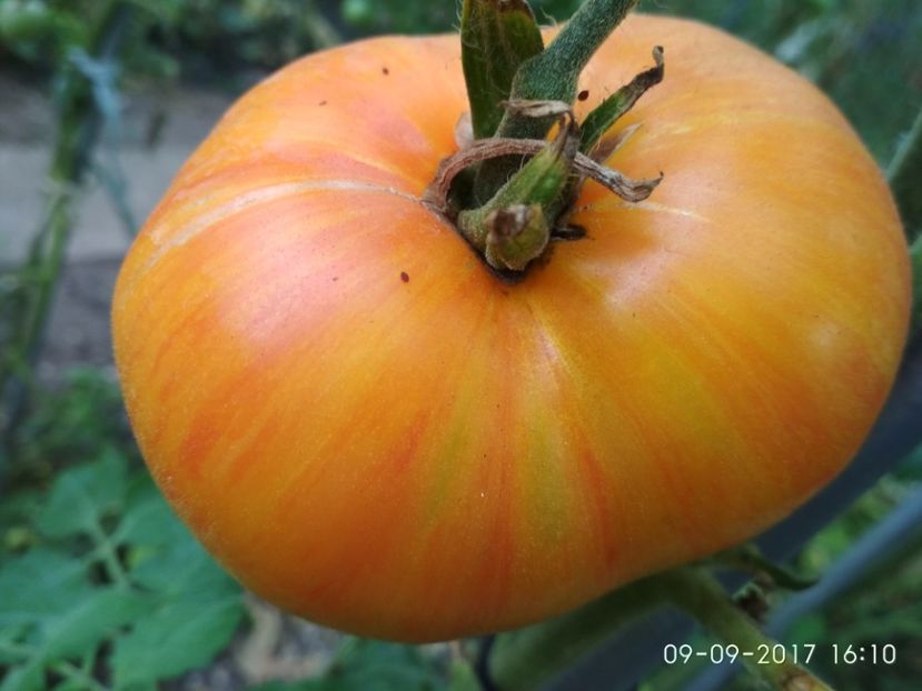 BEAUTY KING (4) - BEAUTY KING 2016-2017