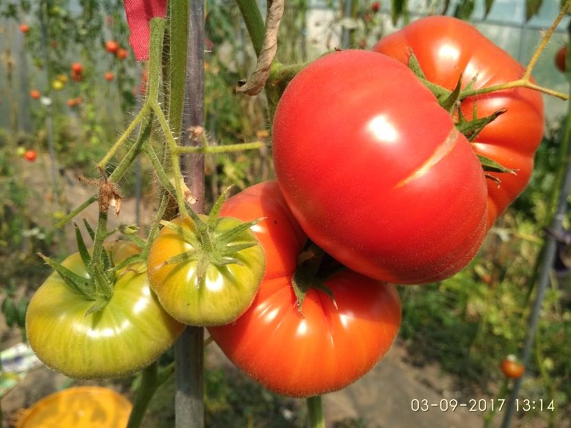 BEEFMASTER F1  (2) - BEEFMASTER F1 2017-2018