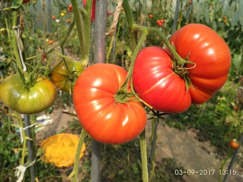 BEEFMASTER F1  (3) - BEEFMASTER F1 2017-2018