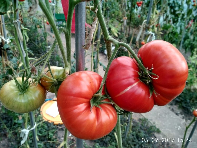 BEEFMASTER F1  (6) - BEEFMASTER F1 2017-2018