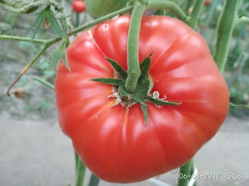 BEEFMASTER F1 SUA (4) - BEEFMASTER F1 2017-2018