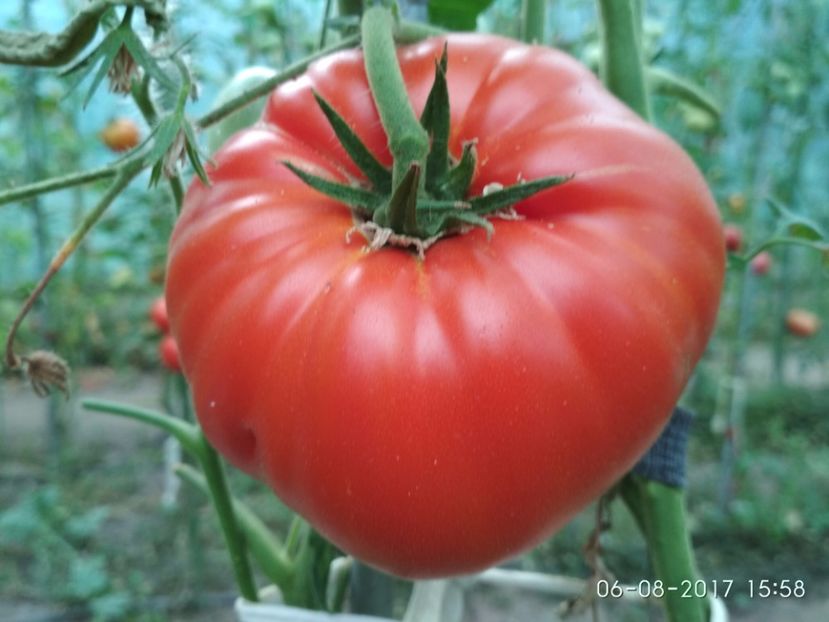 BEEFMASTER F1 SUA 418 GR - BEEFMASTER F1 2017-2018