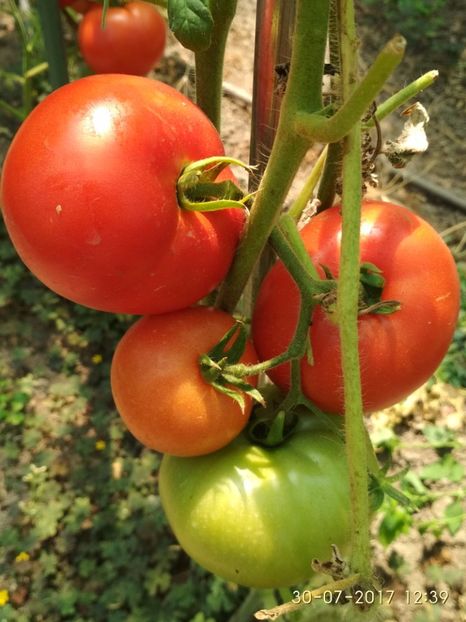 BETTER BOY F1  (17) - BETTER BOY 2017