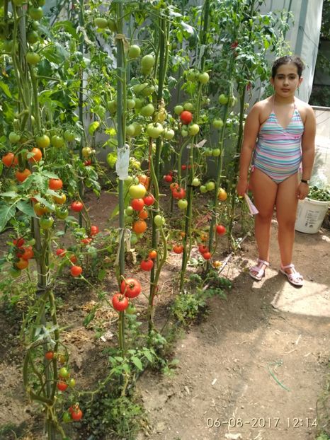 BIG BOY F1 (9) - BIG BOY 2017