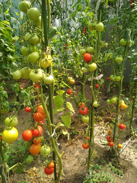 BIG BOY F1 (13) - BIG BOY 2017