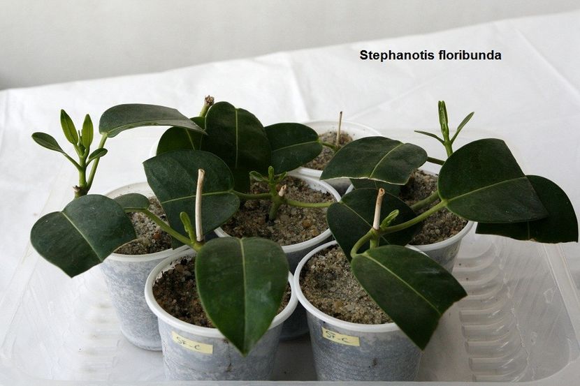 12.12.17 - 2 Stephanotis- inradacinare