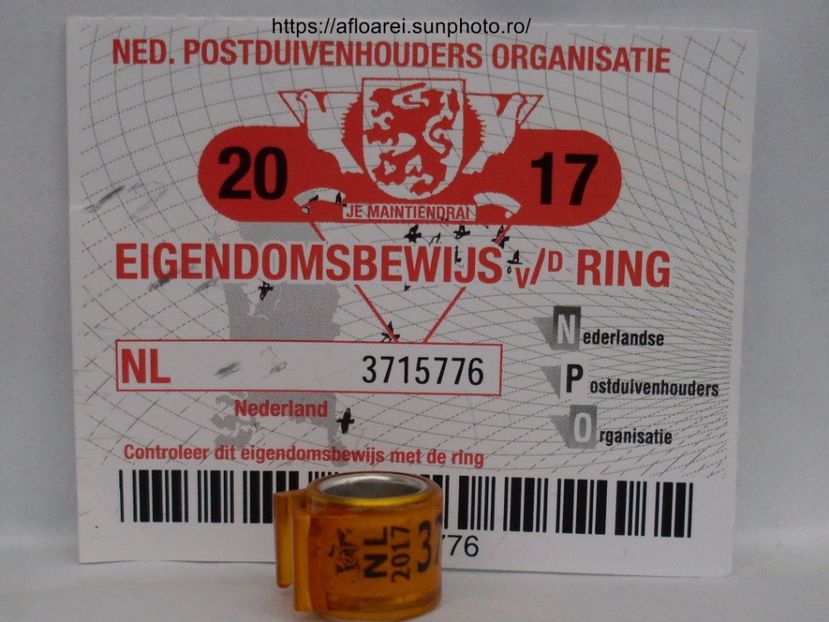 NL 2017 - OLANDA GOLD