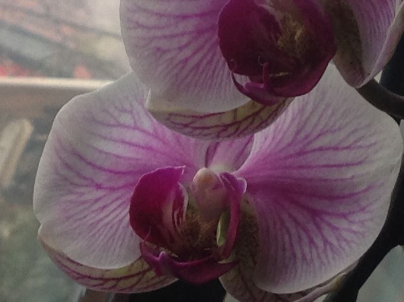  - Phalenopsis Decembrie 2017