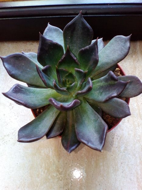 echeveria black prince - plantutele mele