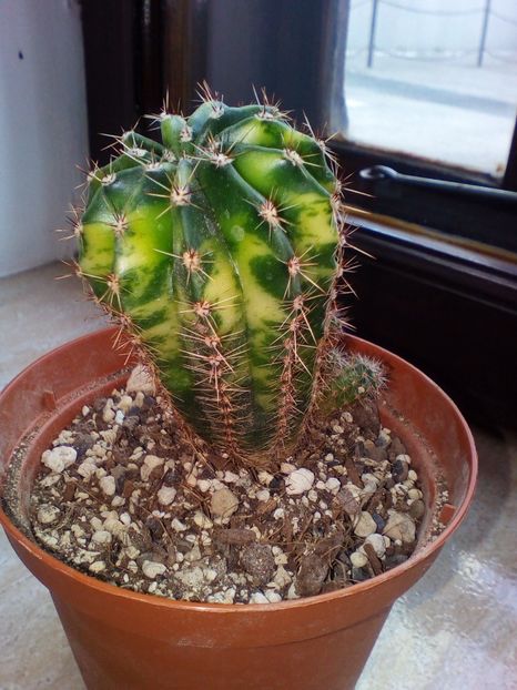  - plantutele mele
