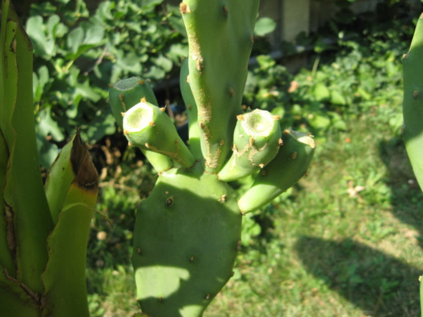 sa fie oare fructe? - 3 FLORI DE CAMERA