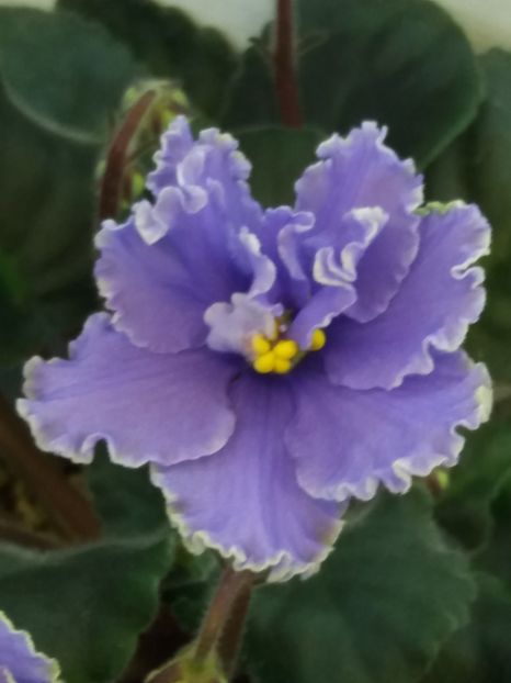 4 dec - ZZ Ruffled Skies