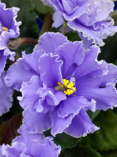 13 dec - ZZ Ruffled Skies