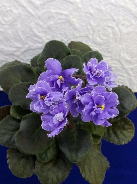 13 dec - ZZ Ruffled Skies