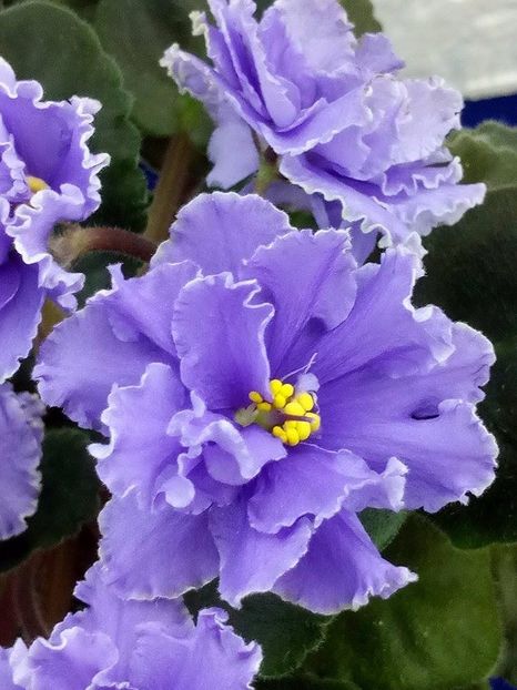 13 dec - ZZ Ruffled Skies