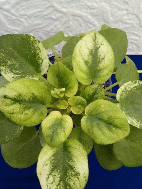 13 dec - Ramblin Silver