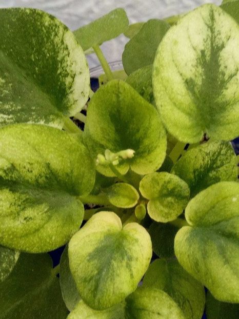 13 dec - Ramblin Silver