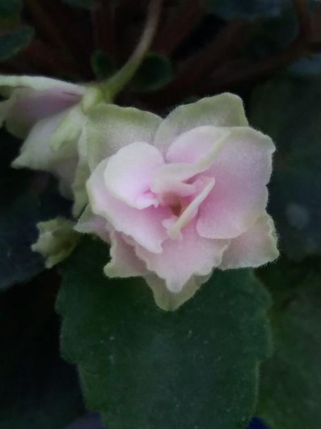 11 dec - Petite Blarney