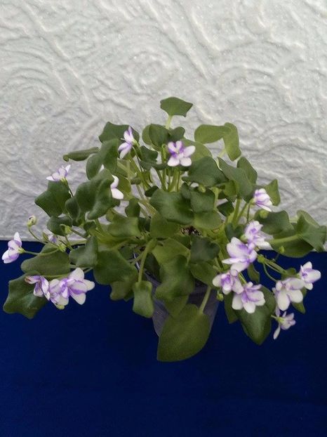 13 dec - Rob s Humpty Doo