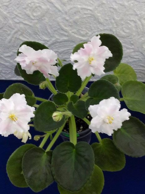 13 dec - ZZ RS Utonchennyi Vkus -RS Refined Taste