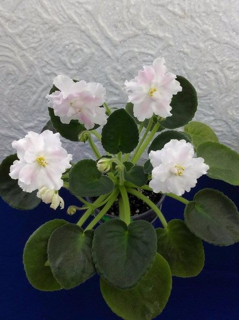 13 dec - ZZ RS Utonchennyi Vkus -RS Refined Taste