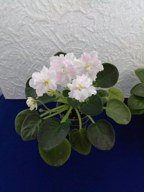 13 dec - ZZ RS Utonchennyi Vkus -RS Refined Taste