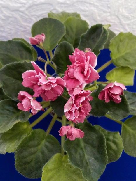 13 dec - ZZ RS Bog Solnca -RS Sun God