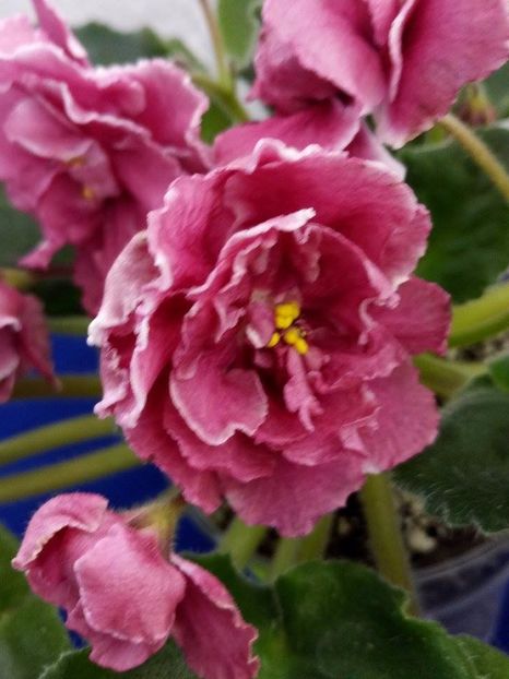 13 dec - ZZ RS Bog Solnca -RS Sun God