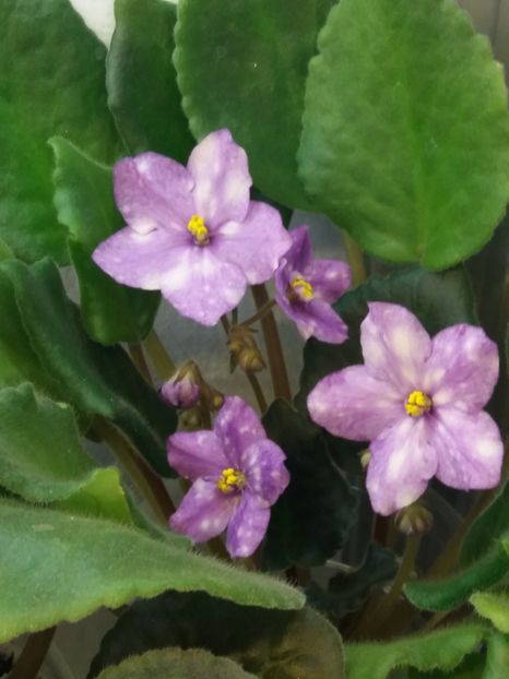 11 dec - ZZ AE Fly To The Moon