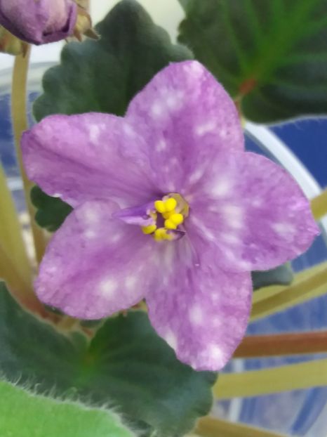 11 dec - ZZ AE Fly To The Moon