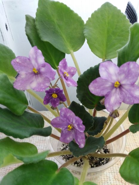 12 dec - ZZ AE Fly To The Moon