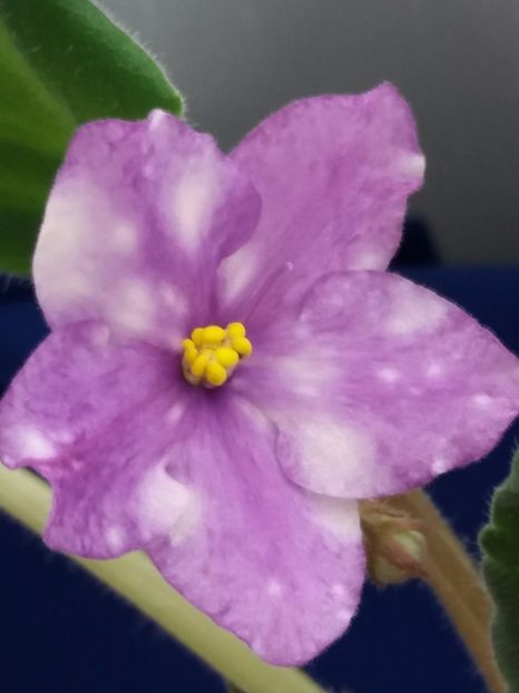 13 dec - ZZ AE Fly To The Moon