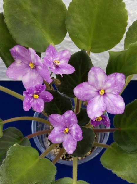 13 dec - ZZ AE Fly To The Moon