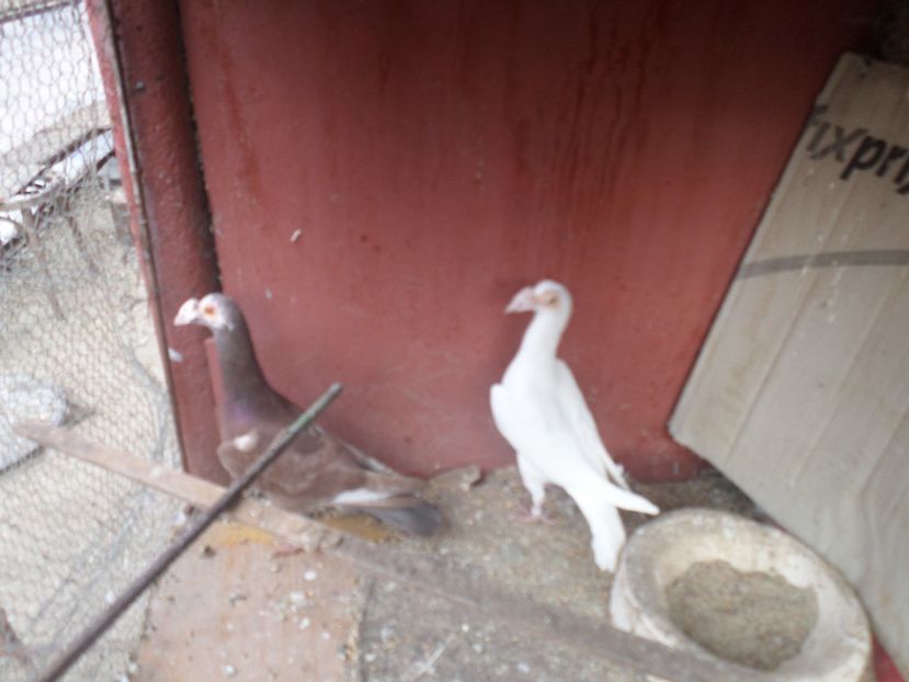 per 2 - CARIERI 2019