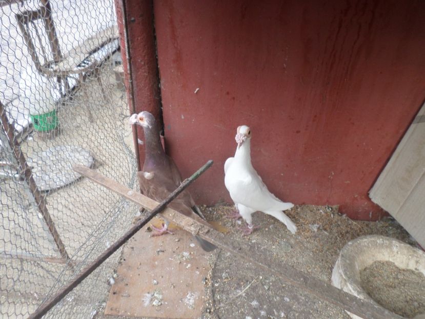 PER 2 2017 - CARIERI 2019