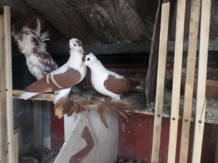 SAM_4883 - ARHIVA 2016 -2017-2o18-2019-2020