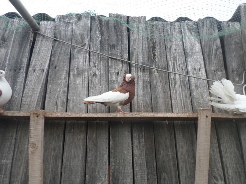 SAM_4889 - JUCATORI DE KOMAROM