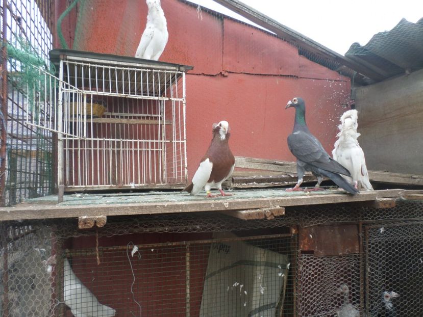 SAM_4890 - JUCATORI DE KOMAROM