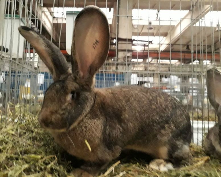 FEMELA 2 UGG - EXPOZITIA NATIONALA BAICOI 01-03 12 2017