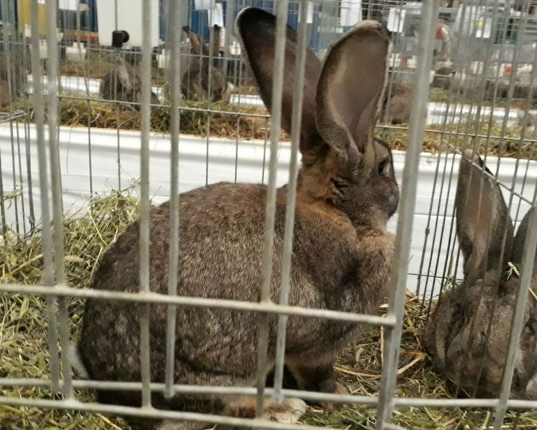 FEMELA 3 UGG - EXPOZITIA NATIONALA BAICOI 01-03 12 2017