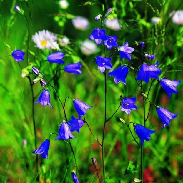 Seminte de Campanula - Seminte flori decembrie 2017 - ianuarie 2018