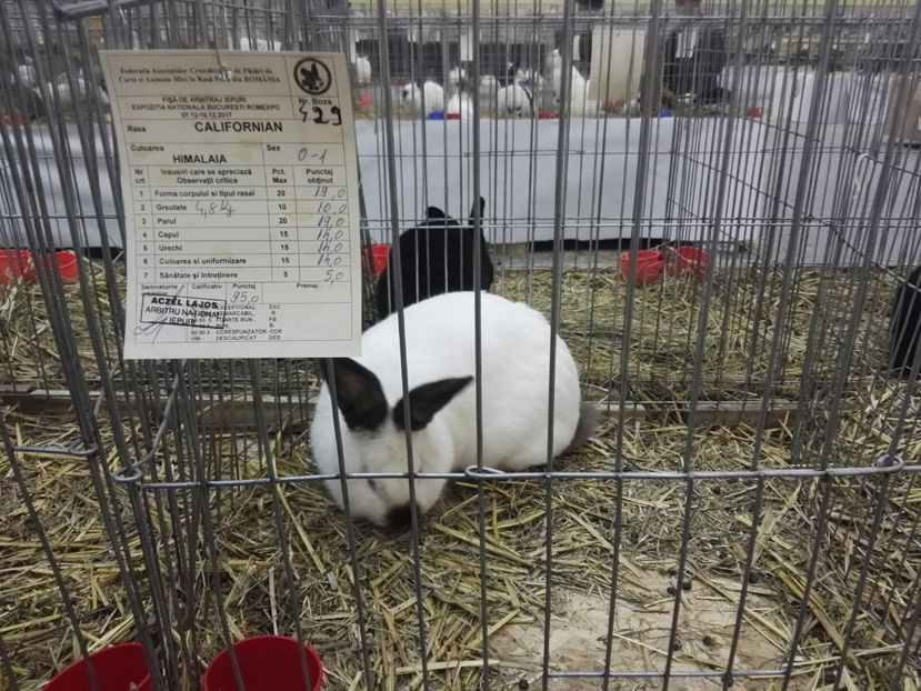 IMG-20171209-WA0003 - 2017 Bucuresti