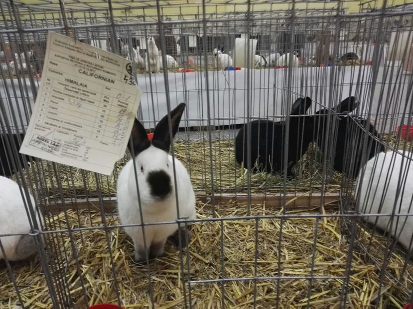 IMG-20171209-WA0001 - 2017 Bucuresti