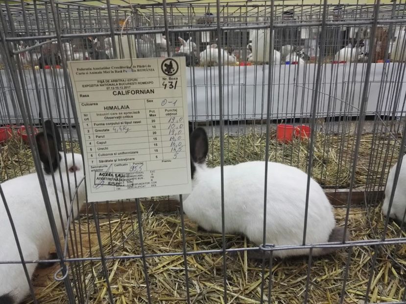 IMG-20171209-WA0000 - 2017 Bucuresti