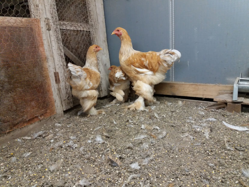 24.10.2017 170 - 02  brahma lemon