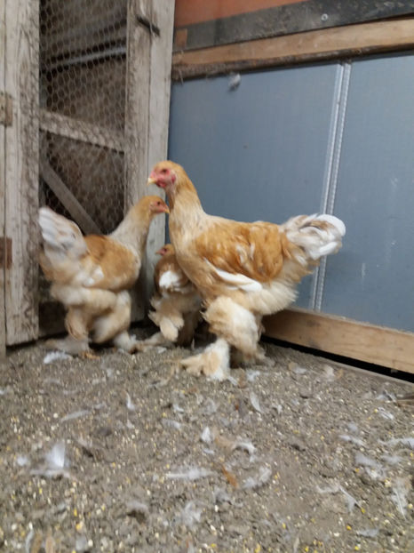 24.10.2017 171 - 02  brahma lemon