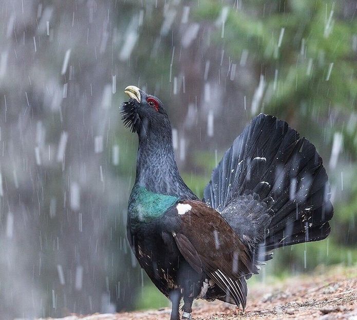 Cocoș de munte - Un fel de rai pe pământ!