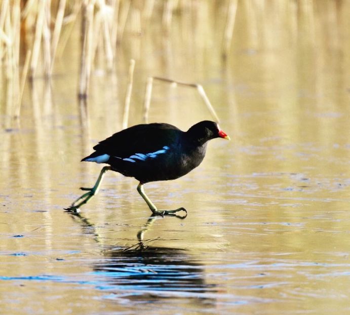 Găinușă de baltă - Un fel de rai pe pământ!