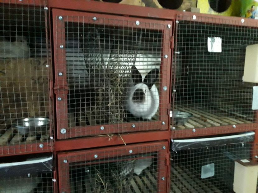  - ADAPOST - CALIFORNIAN